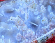 12 power magnifcation of Bay of Fundy Agate showing ancient fossilized creatures throughought translucent lavender agate