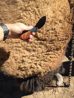 "Nunavut" skinning knife ready to work on Bison (Buffalo) kill
