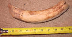 Wart hog tusk