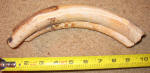 Another wart hog tusk